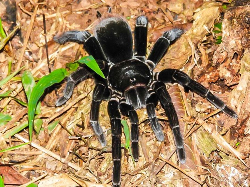Tambopata National Reserve With Fauna Observation 4 Days - Key Points