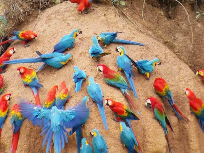 Tambopata National Reserve With Fauna Observation 4 Days - Highlights of the Itinerary