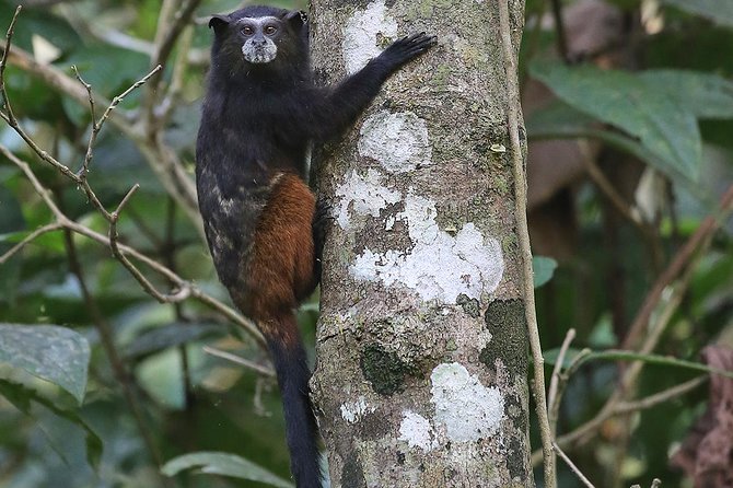 Tambopata (Puerto Maldonado) 4 Days - Pricing