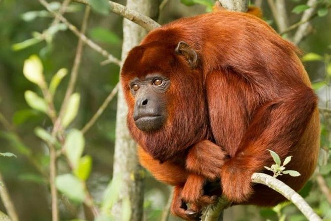 Tambopata (Puerto Maldonado) 4 Days - Highlights and Experiences