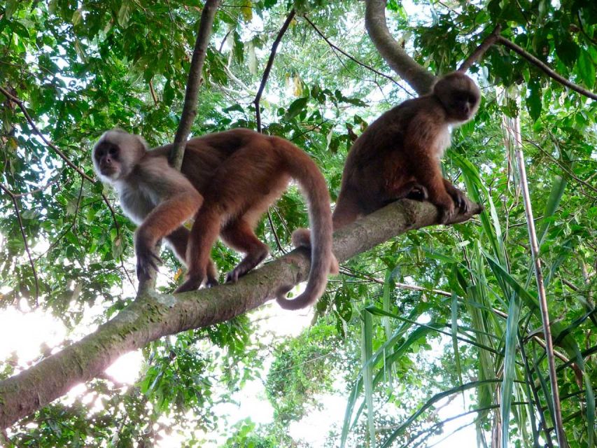 Tambopata: Sandoval Lake and Loros Colpa 3-Day Tour - Wildlife Observation Opportunities
