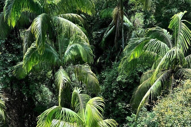 Tamborine Explorer from Brisbane - Who Will Love This Tour?