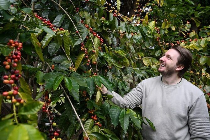 Tamborine Mountain - Hop On Hop Off - From Brisbane - Meal and Entry Fees