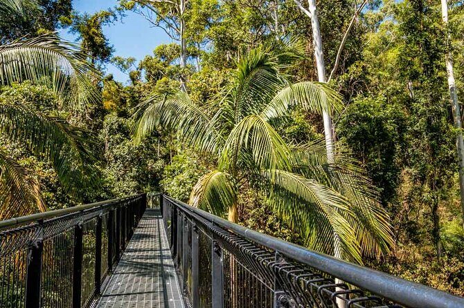 Tamborine Rainforest Skywalk + Hop on Hop off Bus - Discovering the Tamborine Rainforest Skywalk + Hop on Hop off Bus Tour