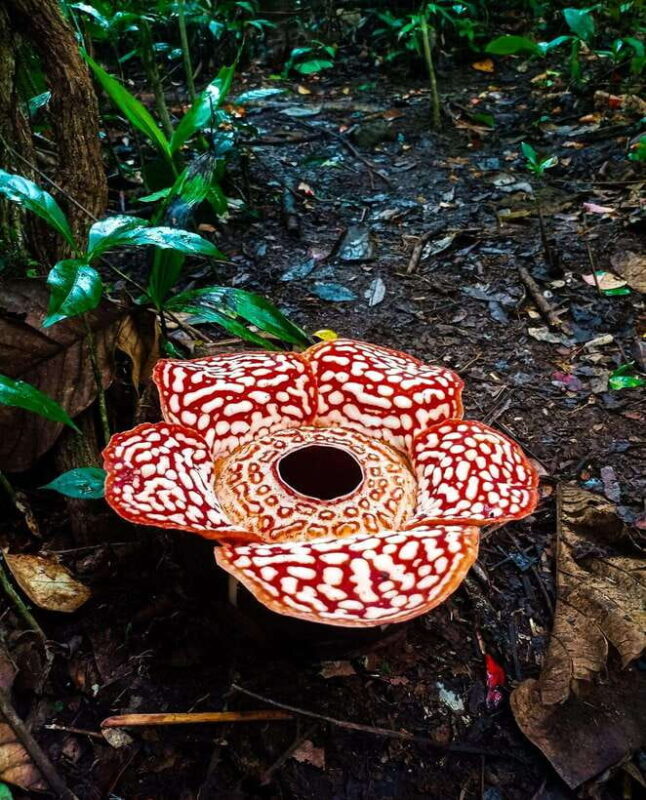 Tambunan: Rafflesia Flower Trekking with Rustic Lunch - Key Points