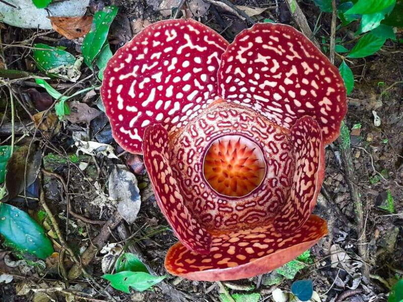 Tambunan: Rafflesia Flower Trekking with Rustic Lunch - The Rafflesia Flower Trekking Experience: An In-Depth Look