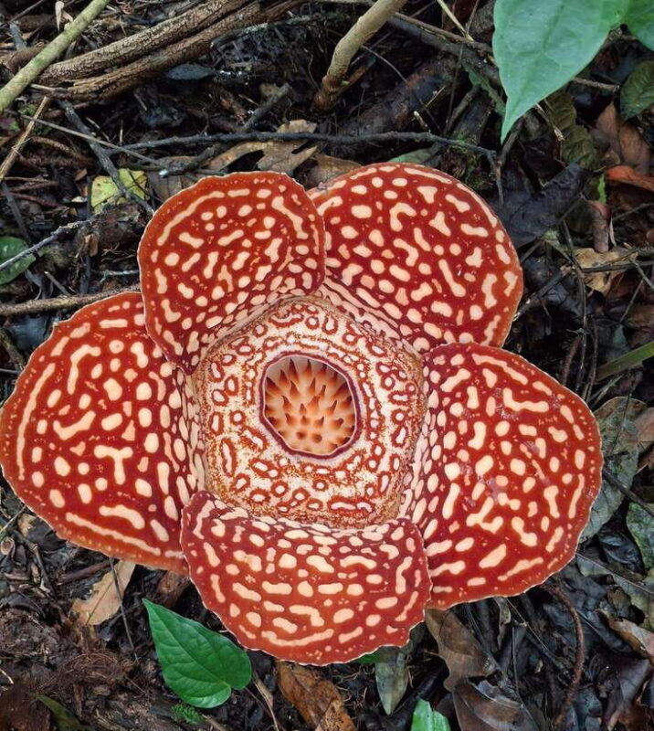 Tambunan: Rafflesia Flower Trekking with Rustic Lunch - Authenticity and Guides: Making the Experience Special