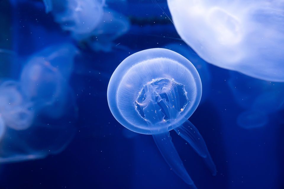 Tampa: The Florida Aquarium Ticket - Key Points