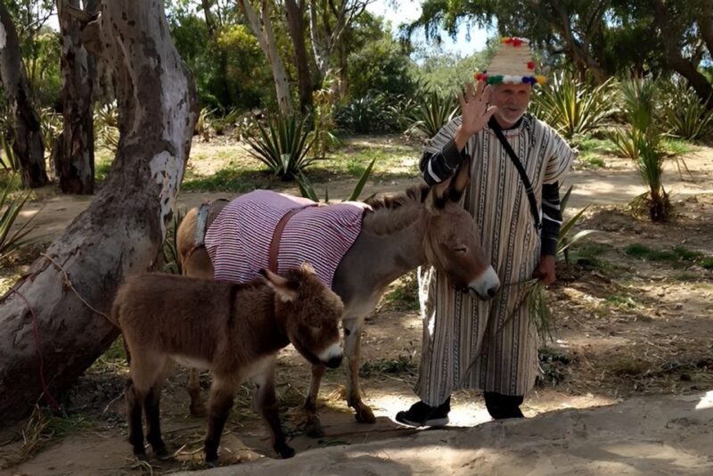 Tangier: Assilah Private Tour With Camel Ride - Street Art and Medieval Ramparts