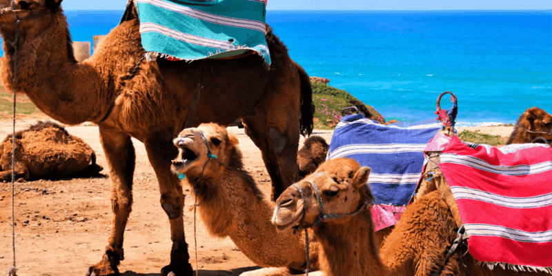 Tangier Day Adventure: From Casablanca - Good To Know