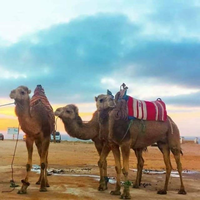 Tangier: Day Trip From Tarifa to Tanger  Camel Ride & Lunch - Savoring Traditional Moroccan Cuisine