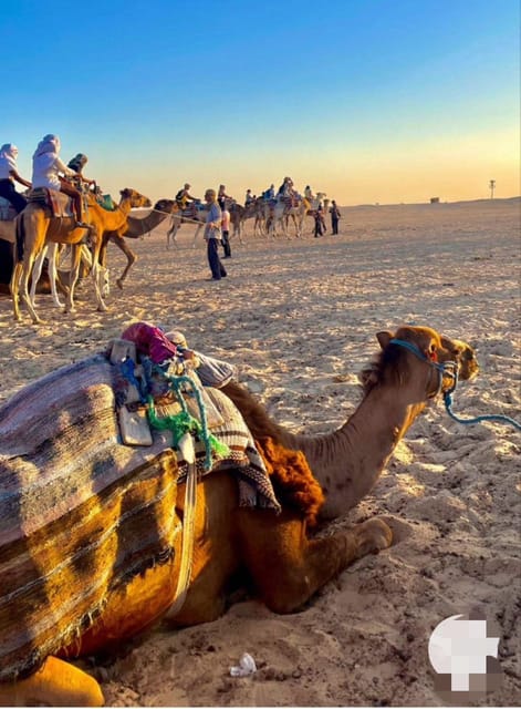 Tangier: Day Trip From Tarifa to Tanger  Camel Ride & Lunch - Camel Ride Experience