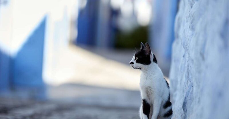 Tangier: Private Guided Excursion to Tetouand & Chefchaouen - Itinerary Details