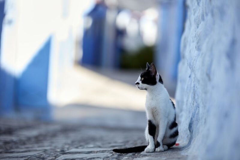 Tangier: Private Guided Excursion to Tetouand & Chefchaouen - Scenic Drive Through Rif Mountains