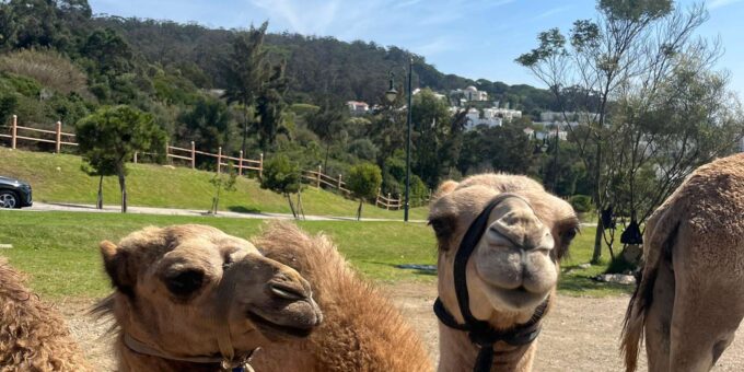 Tangier: Sunset, Tea, Sweets, Camel Ride, and Hercules Caves - Navigating the Scenic Landscapes