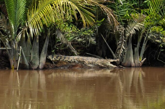 Tanjung Puting National Park Klotok - Scenic Beauty