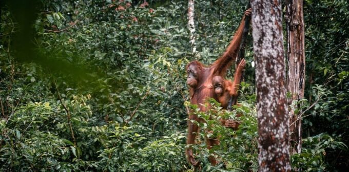 Tanjung Puting National Park Klotok - Cultural Immersion