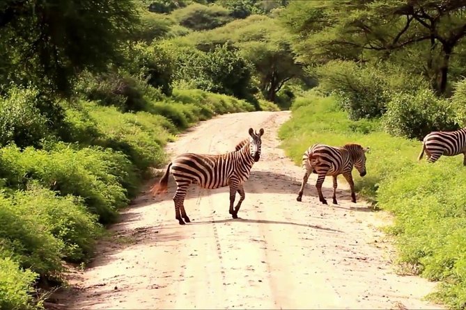 Tanzania 4 Days 3 Nights Budget Camping Safari to Serengeti and Ngorongoro - Pricing and Inclusions