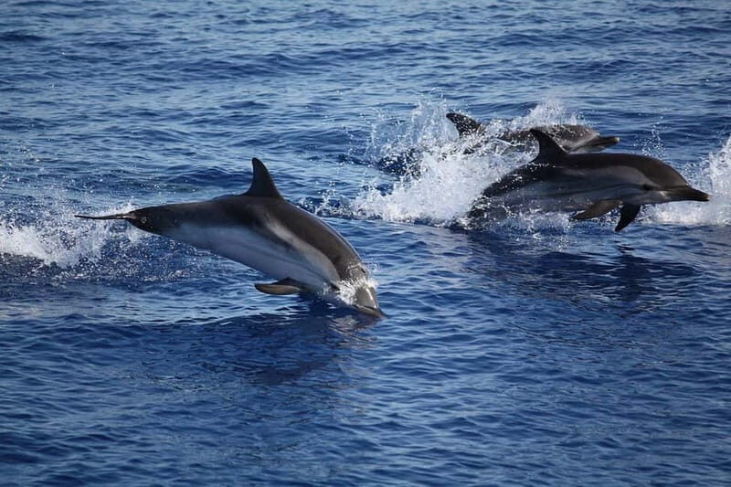 Taormina: Dolphin Search with Sunset Aperitif in Group Boat - Key Points