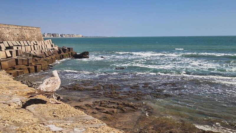 Tapas Tour in Cádiz - Frequently Asked Questions