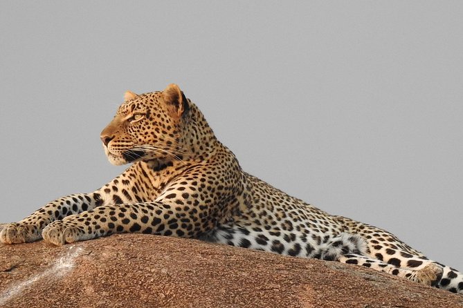 Tarangire Day Trip From Arusha - Itinerary and Activities