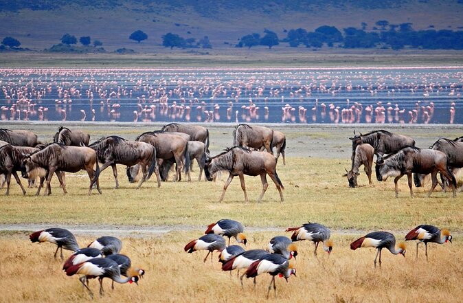Tarangire, Serengeti, Ngorongoro & Lake Manyara Group Safari (5 Days) - Good To Know