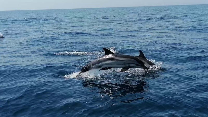 Taranto: Private Boat Trip with Swimming, Dolphin Watching - Who Should Consider This Tour?