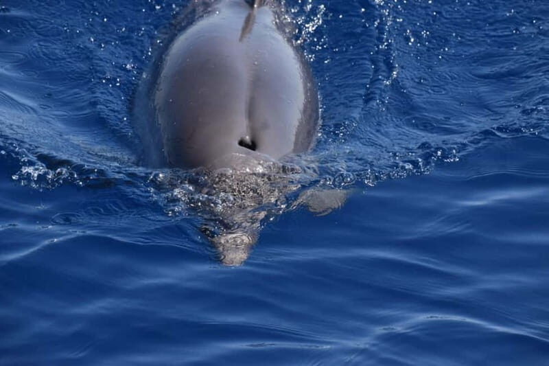 Taranto: Private Boat Trip with Swimming, Dolphin Watching - FAQ
