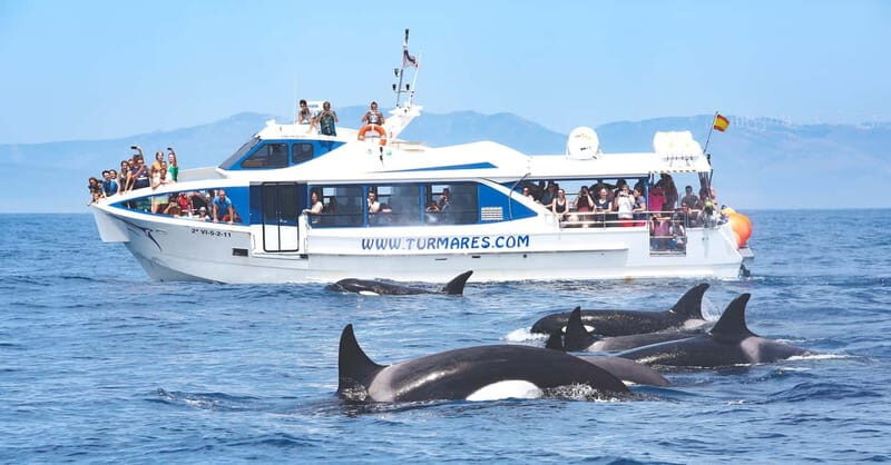 Tarifa: Orca, Whale and Dolphin Watching Boat Experience - Discover the Majesty of Cetaceans in the Strait of Gibraltar