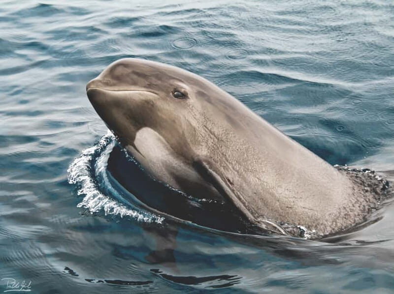 Tarifa: Orca, Whale and Dolphin Watching Boat Experience - Who Will Love This Tour?