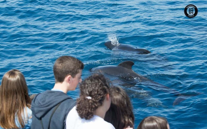 Tarifa: Orca, Whale and Dolphin Watching Boat Experience - Summary of the Experience’s Value
