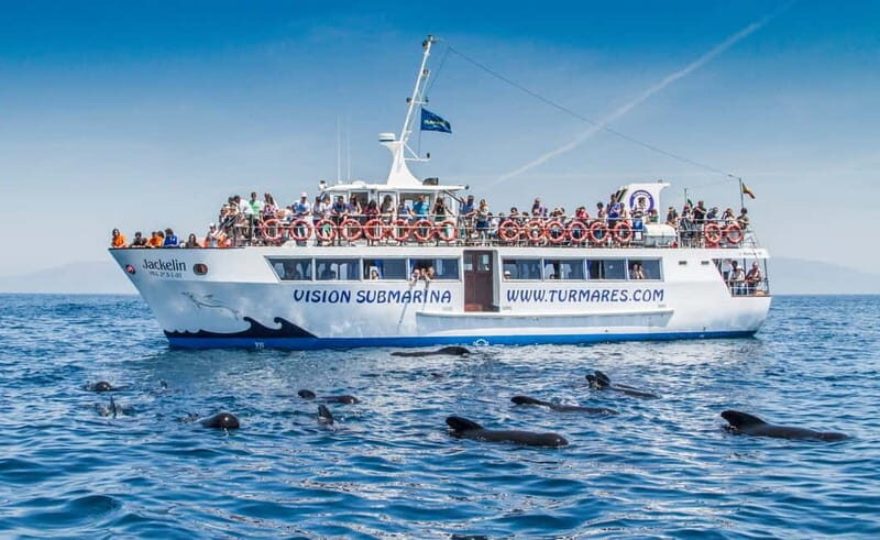 Tarifa: Orca, Whale and Dolphin Watching Boat Experience - Frequently Asked Questions