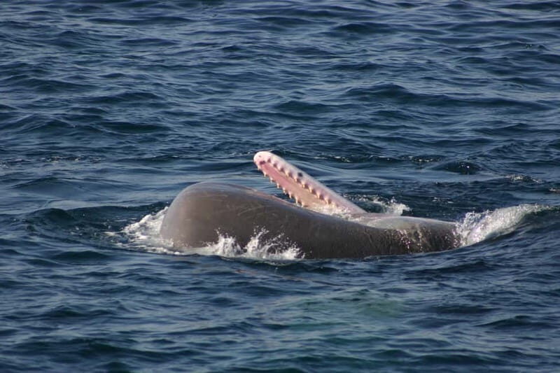 Tarifa: Orca, Whale and Dolphin Watching Boat Experience - Final Words