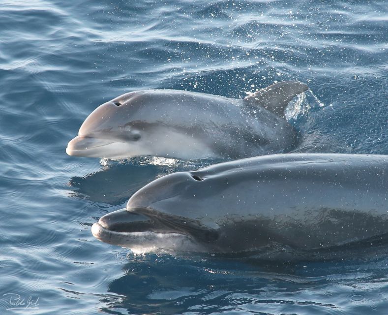 Tarifa: Whale & Dolphin Watching in the Strait of Gibraltar - Key Points