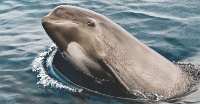 Tarifa: Whale & Dolphin Watching in the Strait of Gibraltar - Itinerary