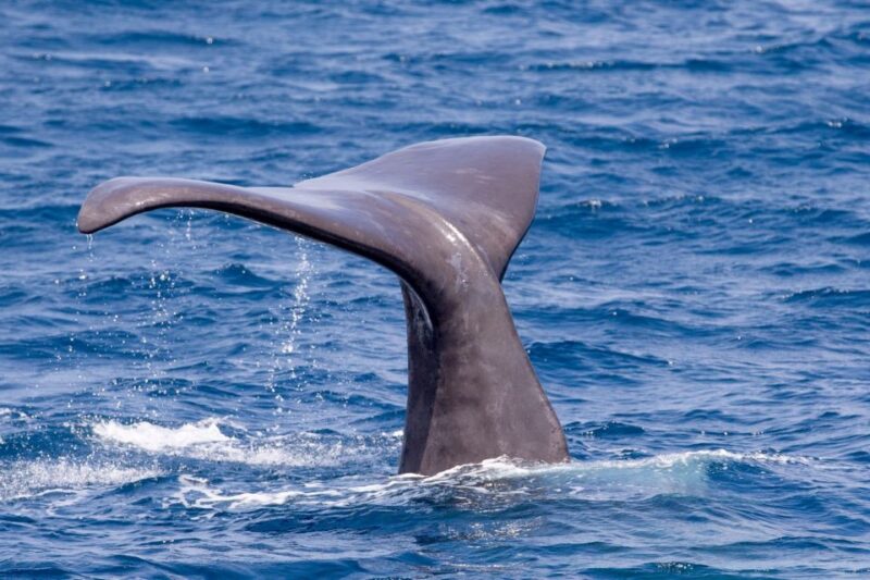 Tarifa: Whale & Dolphin Watching in the Strait of Gibraltar - Customer Feedback