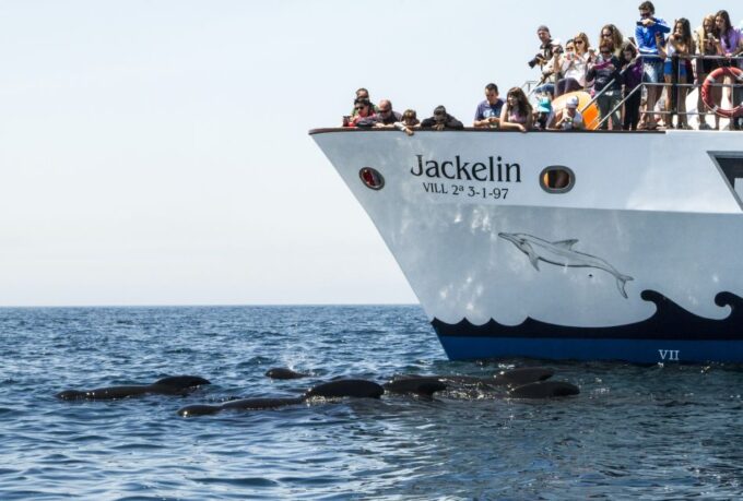Tarifa: Whale & Dolphin Watching in the Strait of Gibraltar - Exploring the Strait of Gibraltar