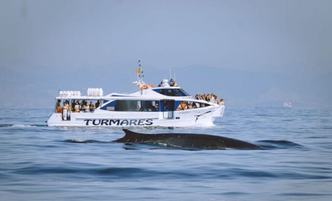 Tarifa: Whale & Dolphin Watching in the Strait of Gibraltar - Marine Life Sightings