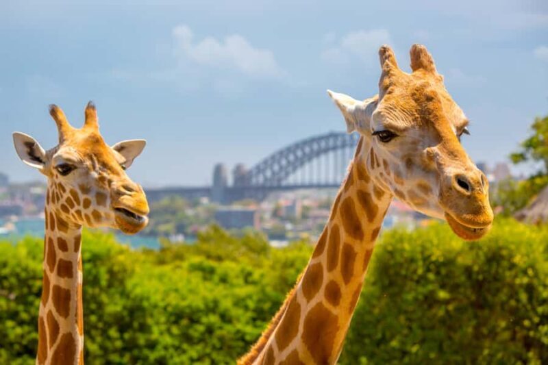 Taronga Zoo Aussie Backyard Adventure - Key Points