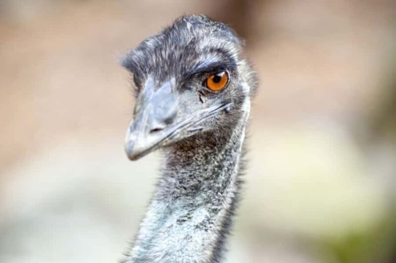 Taronga Zoo Sydney Wild Australia Experience - Who Will Love This Experience?