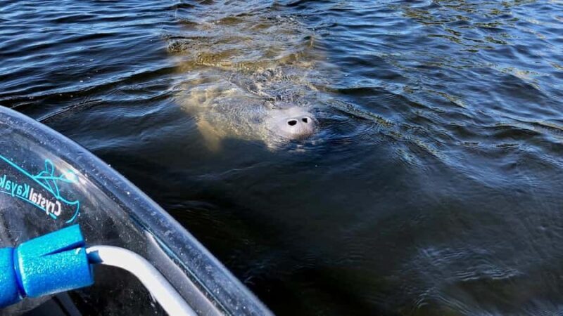 Tarpon Springs: Clear Kayak Eco-Tour with Manatee Viewing - Key Points