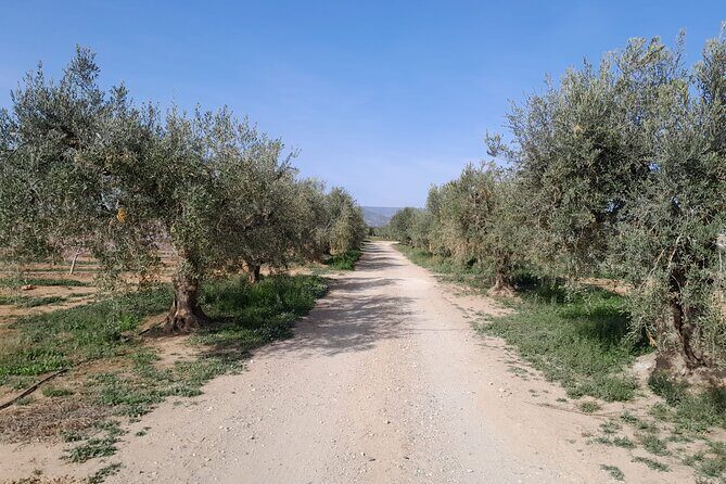 Tarragona: History & Olive Oil tasting from Barcelona - The Sum Up