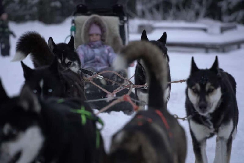 TARTU COUNTRY: SLED DOG TOUR AND KENNEL VISIT - Key Points