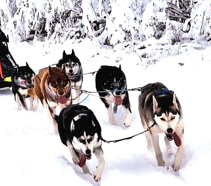 TARTU COUNTRY: SLED DOG TOUR AND KENNEL VISIT - An In-Depth Look at the Sled Dog Tour