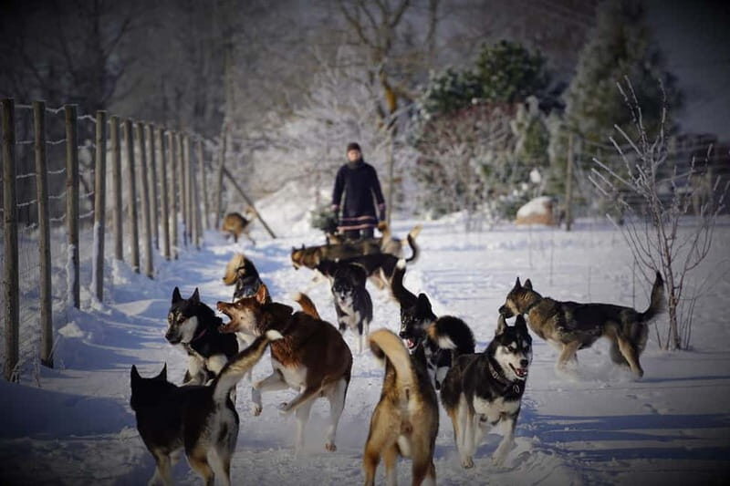 TARTU COUNTRY: SLED DOG TOUR AND KENNEL VISIT - Final Thoughts: Is It Worth It?