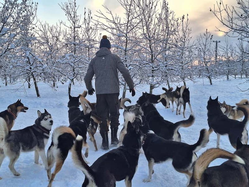 TARTU COUNTRY: SLED DOG TOUR AND KENNEL VISIT - FAQ