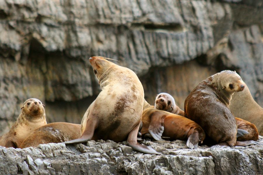 Tasman Peninsula Tour, Cruise & Port Arthur Historic Site - Traveler Experiences