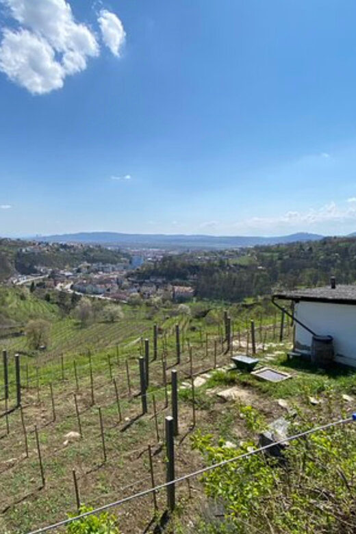 Taste and Tour Small Organic Wineries with a Winemaker - Authenticity and Reviews