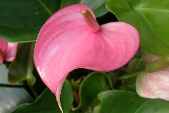 Taste of Barbados Full-Day Sightseeing Tour - Whats Included in the Tour