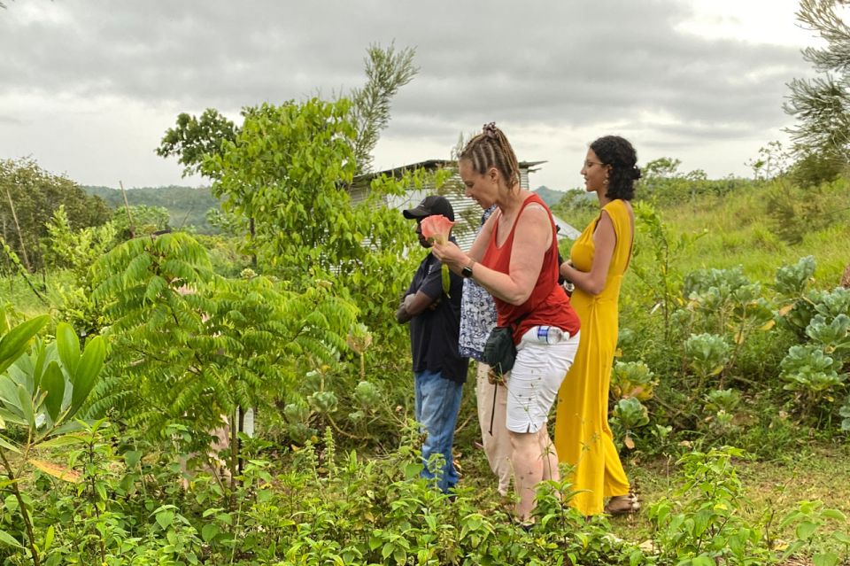 Taste of Jamaica Farm & Food Tour - Key Points